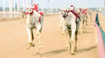 انطلاقة هجن الشيوخ القوية في ختام مهرجان المرموم